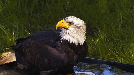 video of the american bald eagle, slow motion, close up