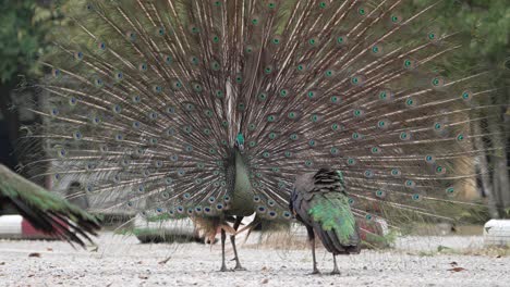 male peacock or peafowl fully spread feather, dancing and shaking, attracting female