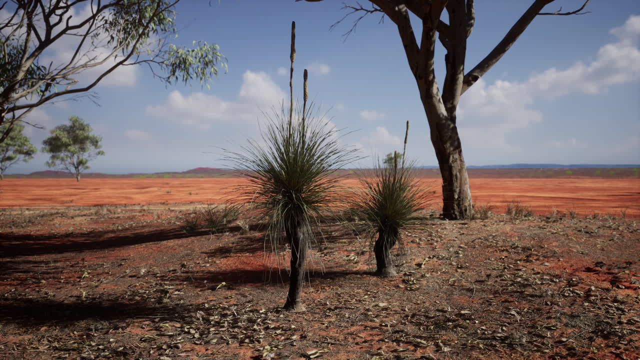 acacia tree in the open savanna plains of East Africa Botswana