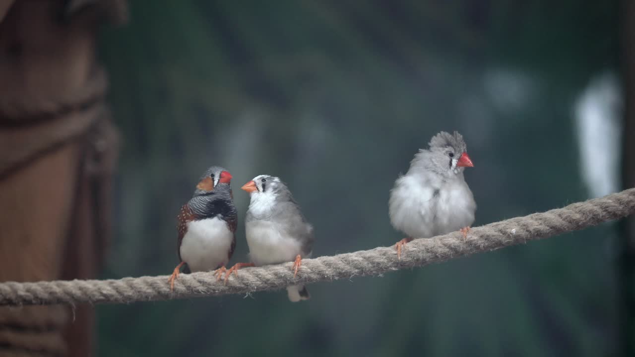 Three Zebra Finches Perched on a Rope
