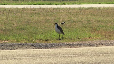 plover de alas de regazo enmascarado caminando a lo largo de la franja de la naturaleza con un pollito bebé