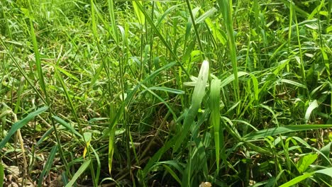 Grünes-Gras,-Das-In-Tropischen-Gebieten-Wächst