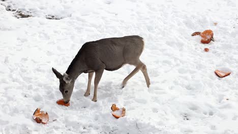 Mule-Deer-Rehkitz-Sieht-Sich-Nervös-Um-Und-Frisst-Im-Winter-Kürbisreste-In-Einem-Städtischen-Hinterhof