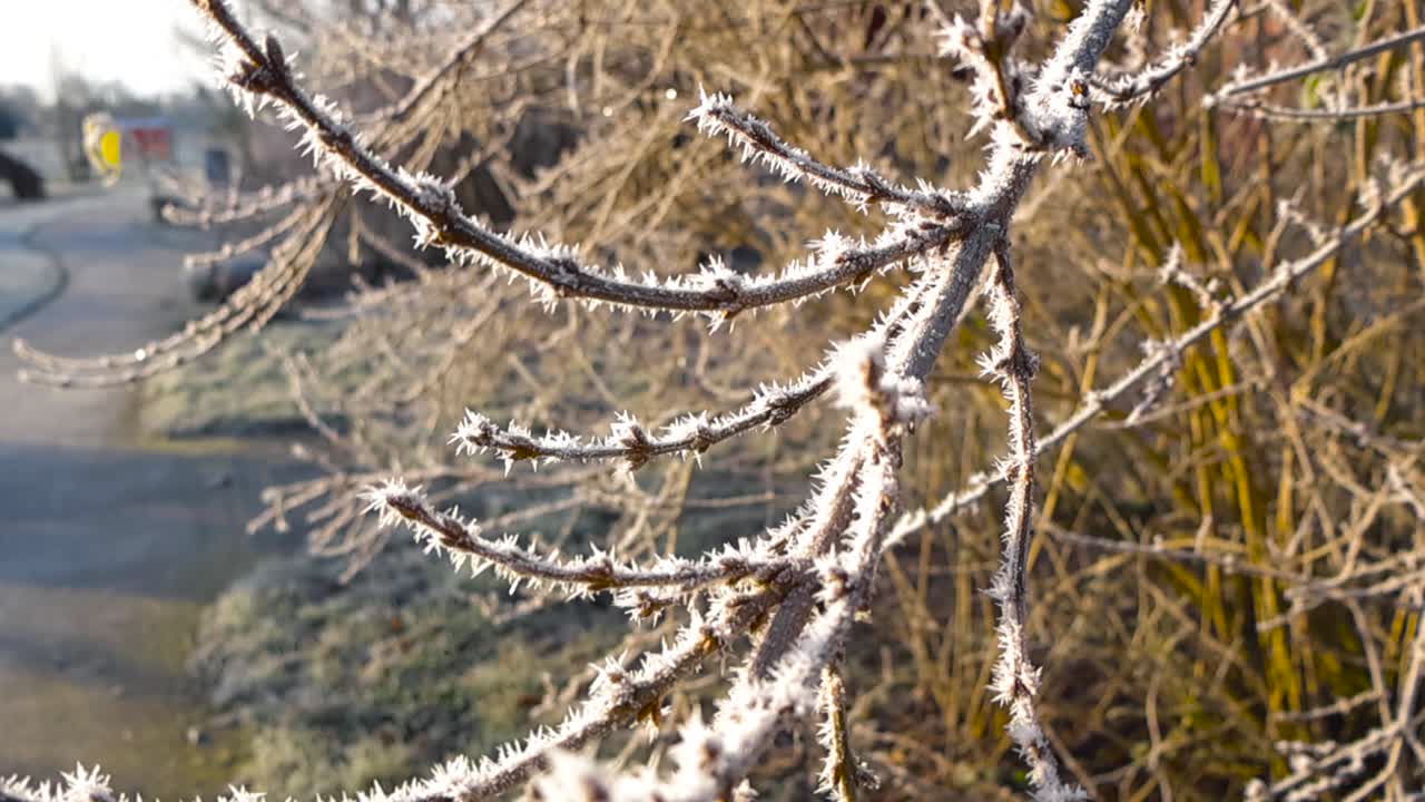 Video gliding over white snow frost and hoar covered tree branch during a sunny winter morning with bushes and green ice covered grass in the background next to a small road at a park