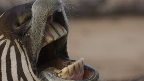 close up zebra teeth in animal mouth