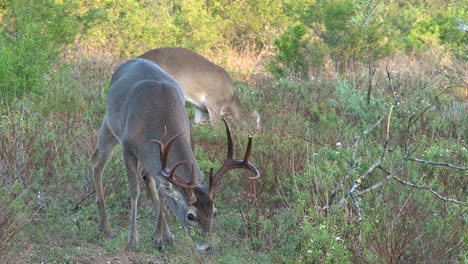 whitetail deer in the wild