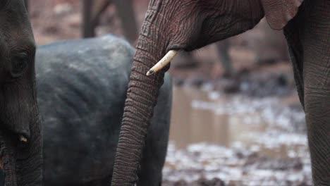 ivory tusks and trunk of young african bush elephant drinking water at waterhole in kenya