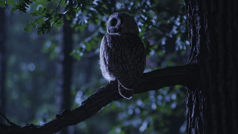 owl in the forest at night