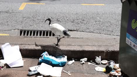 bird scavenging among trash on city street