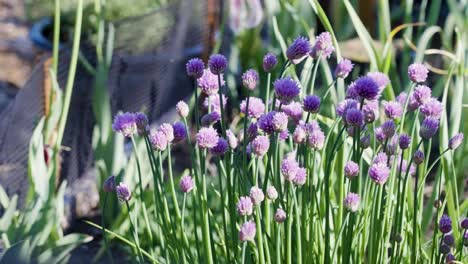 Schöne-Lila-Blumen-Unter-Der-Sonne