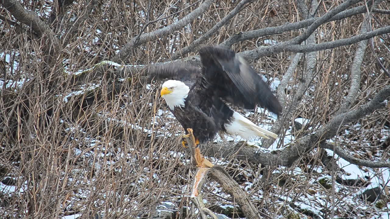 un águila calva despega y vuela lejos de su percha en los gruesos árboles de aliso en la isla de kodiak, alaska