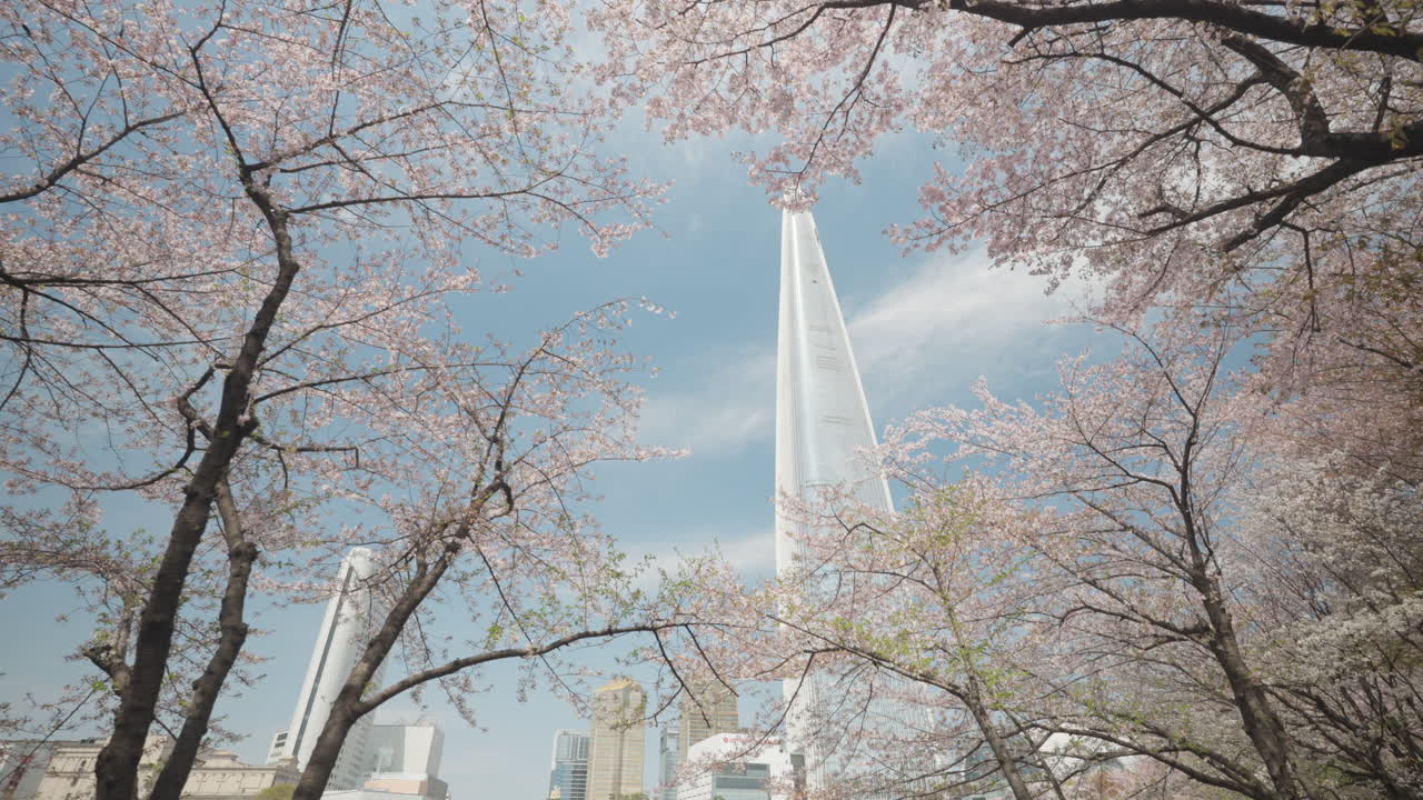 Lotte World Tower View Through Blooming Pink Cherry Tree Branches at Songpa Naru Park - dolly reveal