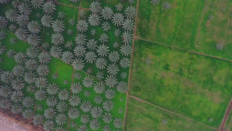 top down aerial view of date palm plantation in khairpur