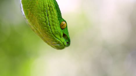 la víbora de labios blancos es una víbora venenosa endémica del sudeste asiático y a menudo se encuentra durante la noche esperando en una rama o rama de un árbol cerca de un cuerpo de agua con muchos alimentos