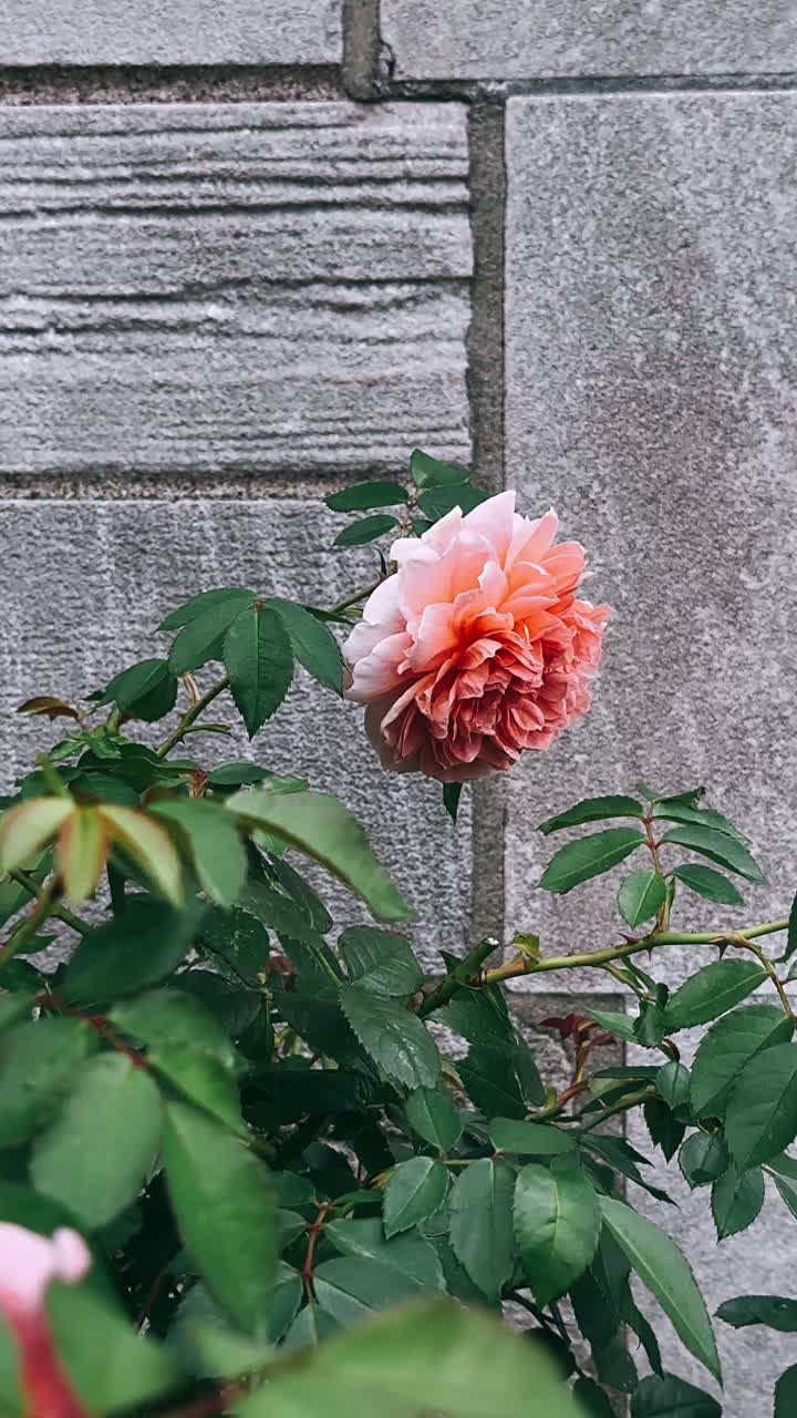회색 돌 벽에 분홍색 장미