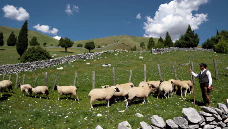 Sheep Herding in the Mountains