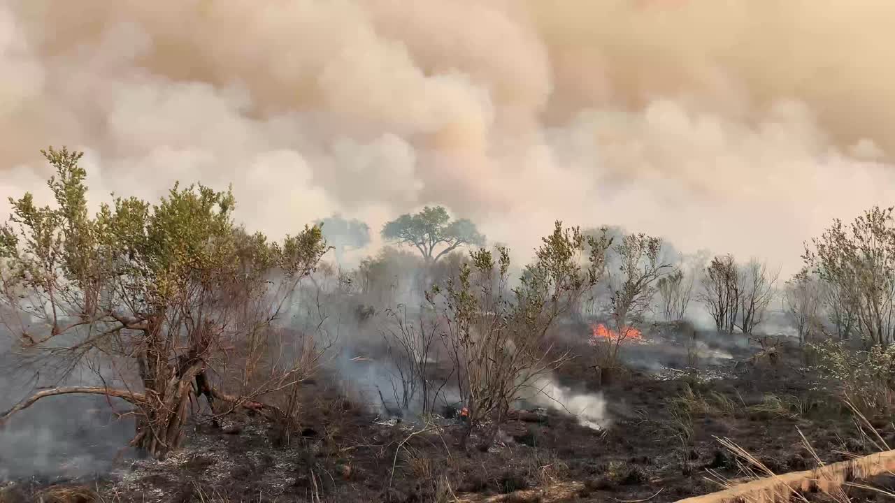 A smooth steady pan of a wildfire out of control, as smoke billows into the air from he heat and flames