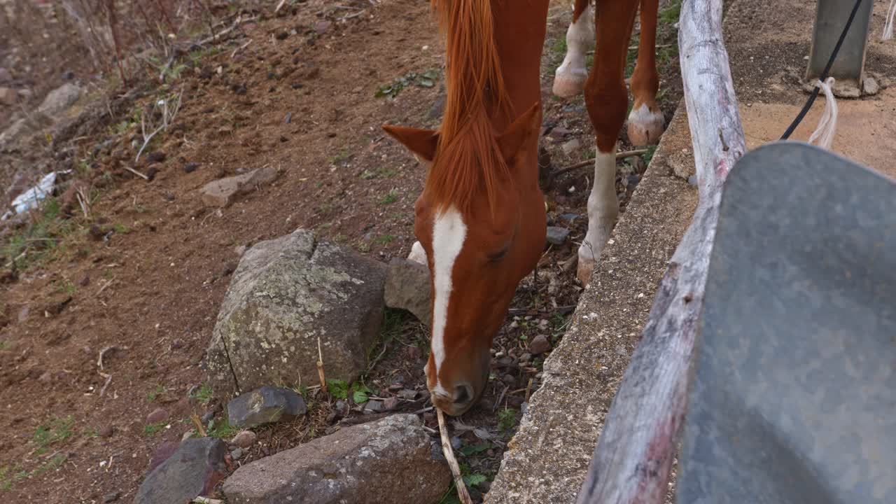 Smuk brun hingst spiser en pind i vejkanten, håndholdt nærbillede