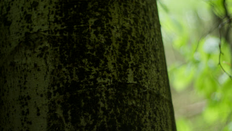 hand touching a tree trunk in a forest