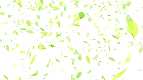 animación de hojas que caen desde arriba (fondo transparente)