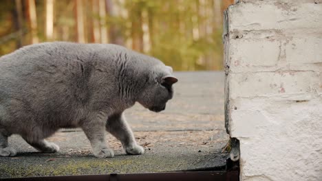 gray british cat is walking on the roof