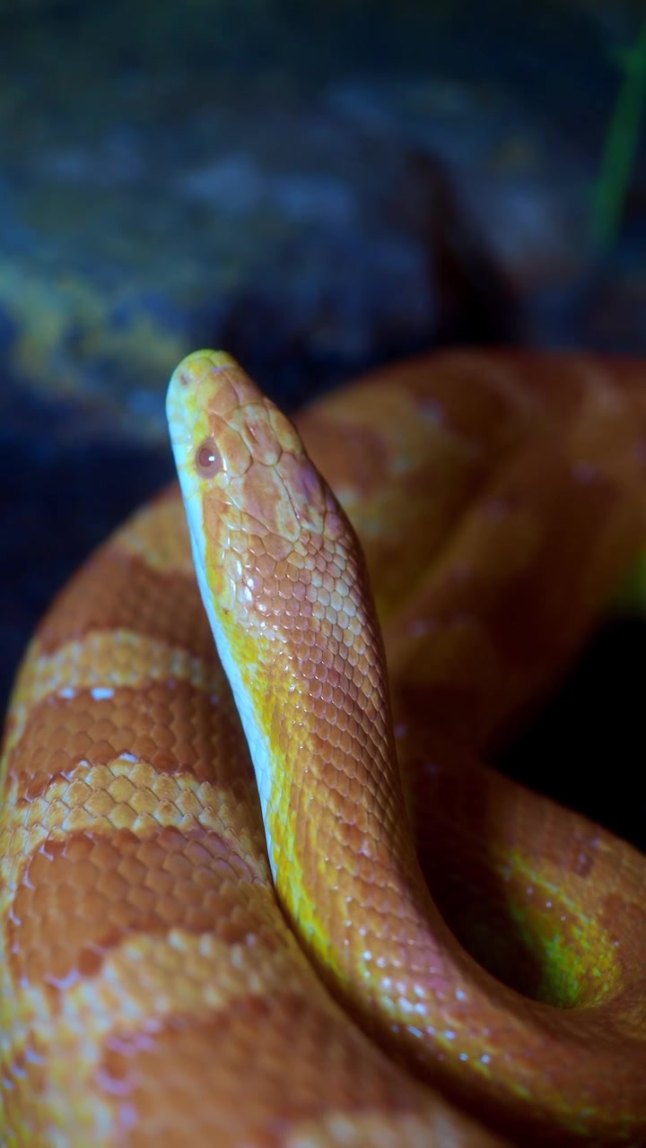 Primo piano di un serpente del grano arancione vivace in un terrario
