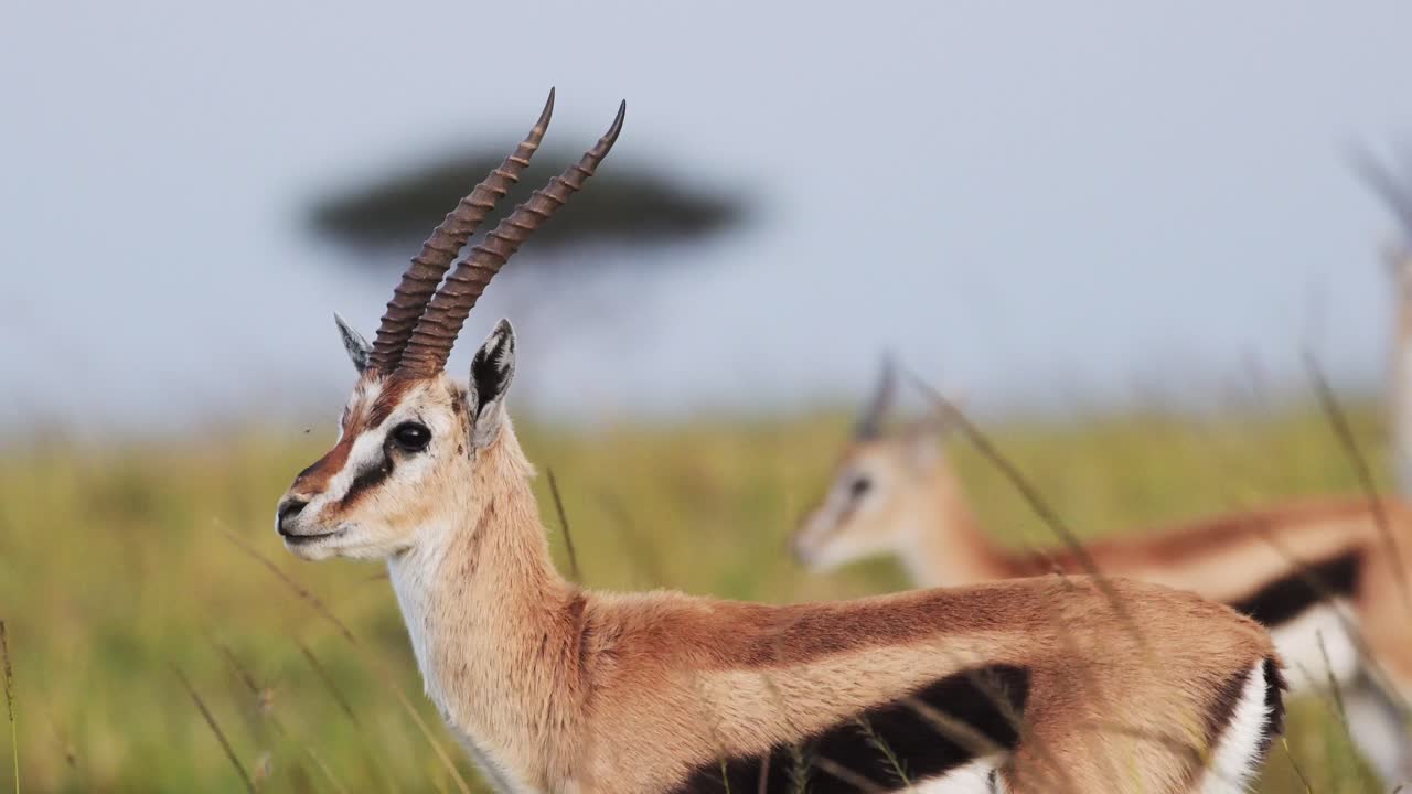 fotografía de cerca de una gacela en la naturaleza de pie graciosamente sola frente a un árbol de acacia, áfrica animales de safari en masai mara vida silvestre africana en la reserva nacional de masai mara