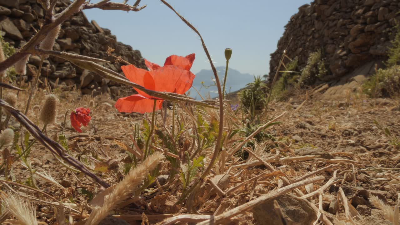 On a small hiking path, a small single red poppy flower growing on the road between stones and dry grass