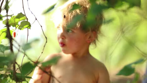 candid shot of infant baby boy eating berries outside in 4k resolution