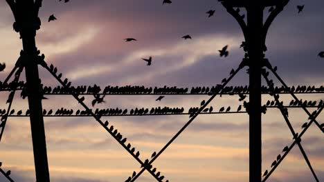 imágenes de famosos estorninos en el muelle de aberystwyth en gales, reino unido, preparándose para posarse al atardecer