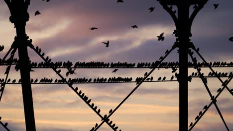 footage of famous starlings at aberystwyth pier in wales, uk getting ready to roost at dusk