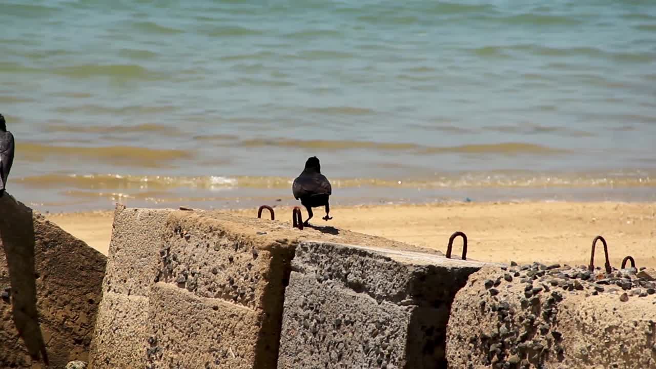 인도네시아 코모도 섬의 해변 콘크리트 장벽 위에 서 있는 까마귀 - 중간 추적 샷