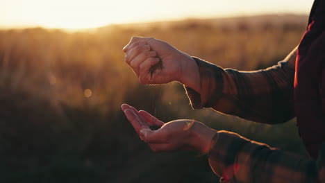 manos, semillas y naturaleza con un agricultor