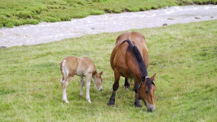 緑の草原で歩いている馬と子馬