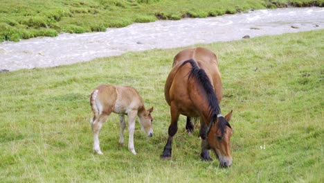 Pferd-Und-Fohlen-Gehen-Auf-Der-Grünen-Wiese