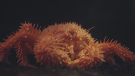 cangrejo litódido espinoso naranja - un cangrejo como crustáceos decápodos en numazu japón