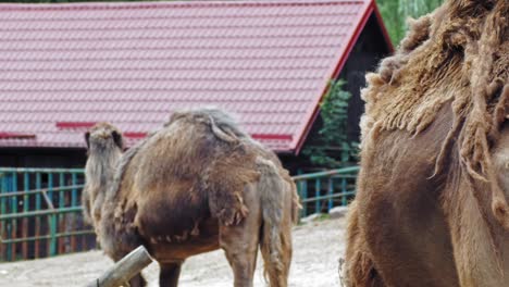 view of dromedaries, or arabian camels, with brown fur and one hump on its back