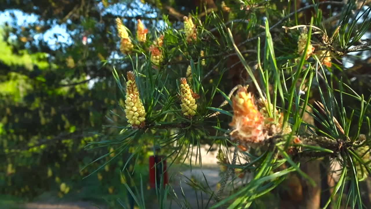 Detailed close up of fresh pine growth, evergreen tree pollen buds on branch tip. Needled coniferous branches sway in the wind. Sunny young pine cone shoots growing among fresh conifer green needles
