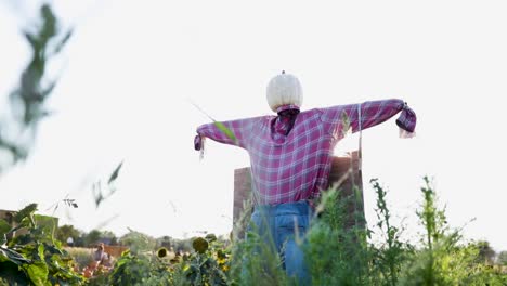 scarecrow standing high guarding a pumpkin field -tilt up