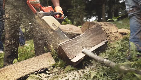 woodcutter saws tree with chainsaw at the forest in slow motion