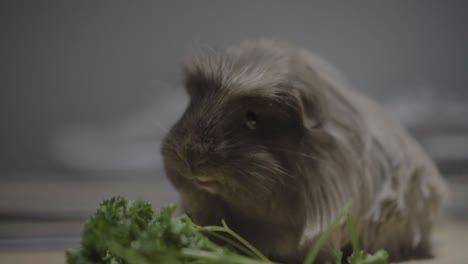 un primer plano de un conejillo de indias de pelo largo comiendo