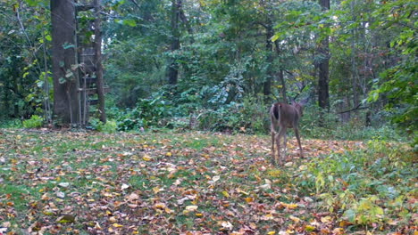 single whitetail deer yearling slowly moves thru a clearing in the woods with a hunter's stand in late summer in the midwest