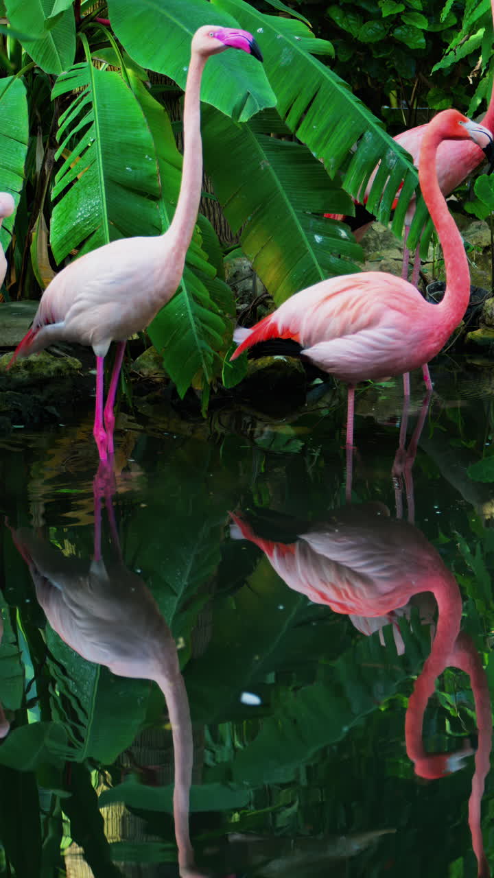 Close up of beautiful, pink flamingos standing in water at a zoo