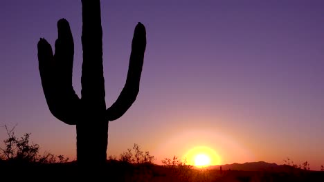 a beautiful sunset or sunrise behind cactus at saguaro national park perfectly captures the arizona desert 2