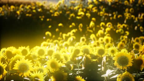 Sunflowers-blooming-in-Late-Summer