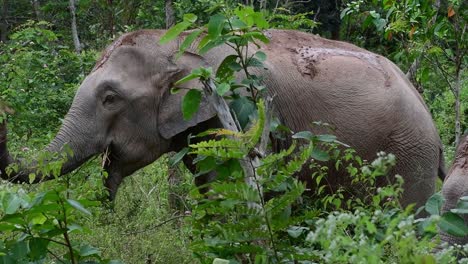 The-Asiatic-Elephants-are-endangered-species-and-they-are-also-residents-of-Thailand