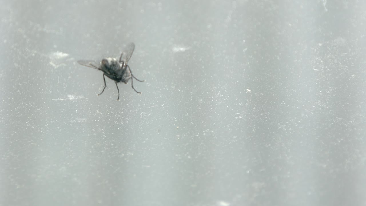 A Fly, Diptera Walking On A Dusty Grey Surface. - close up shot