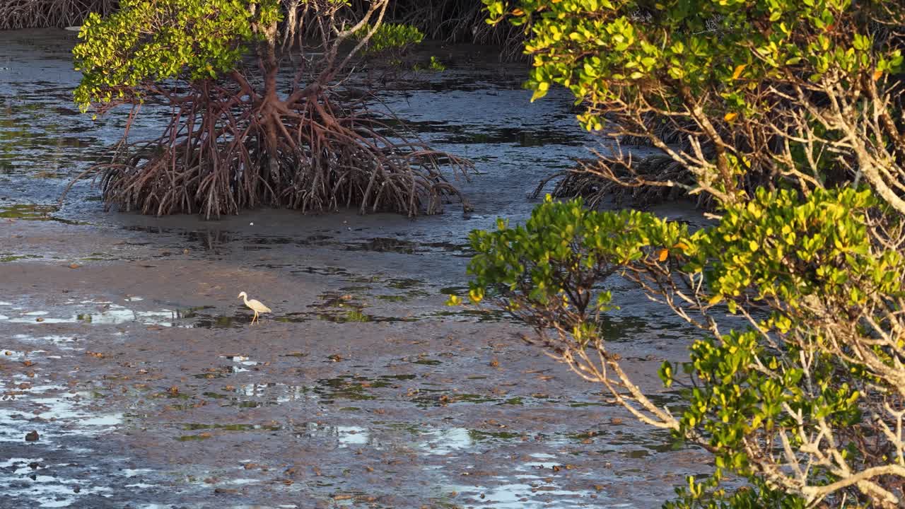 Aerial footage captures mangroves and a bird in Port Douglas, Australia. Natural lighting highlights the serene wetland environment