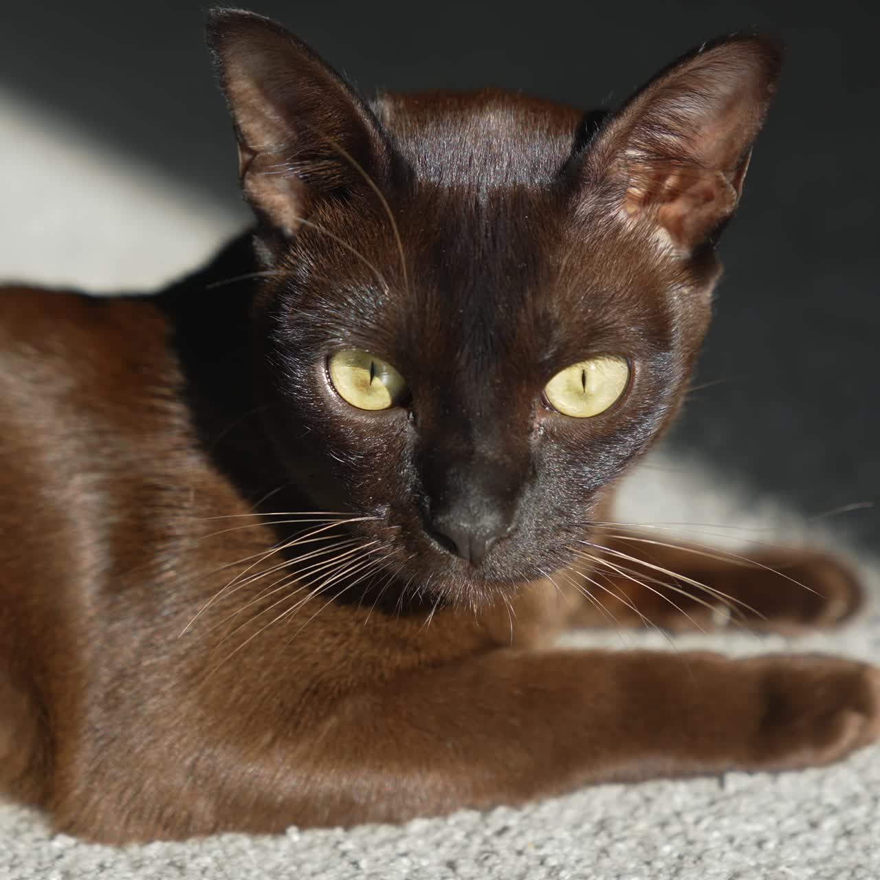 Gatto Burmese marrone. Grande gatto maschio marrone in posa rilassata e scoperta