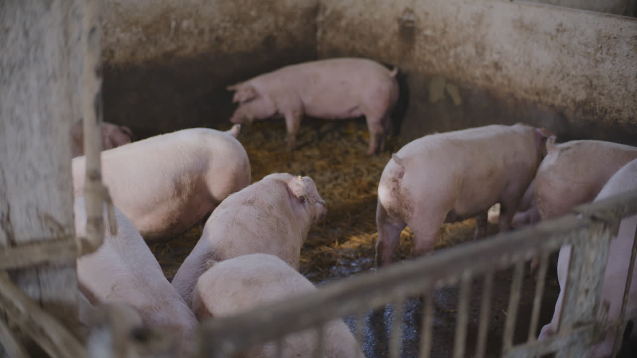 농장 창고에 있는 돼지